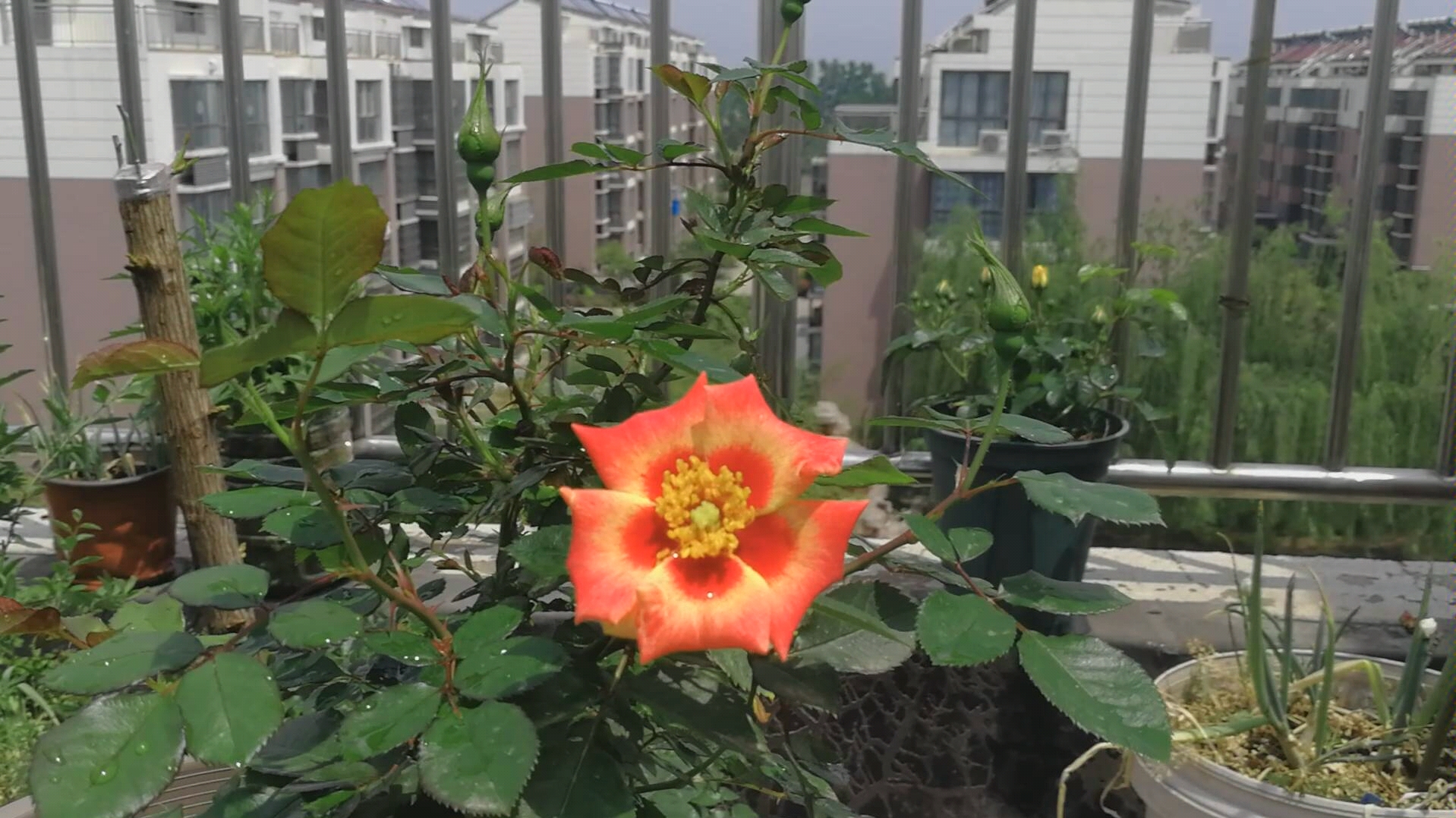 阳光巴比伦眼睛月季,有个性,我喜欢