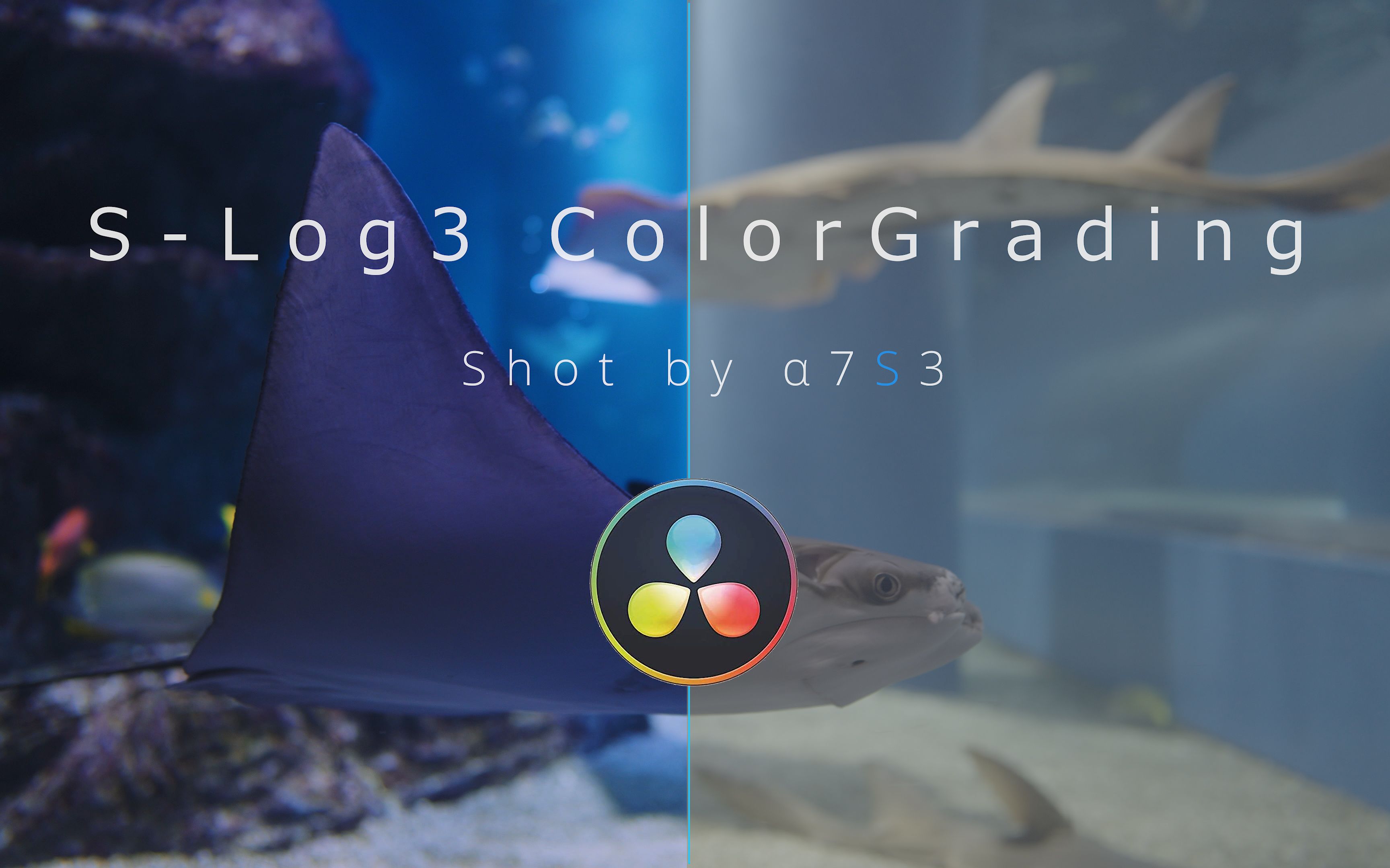 sonyα7sⅢ4kmoviesonyα7sⅢslog3colorgrading