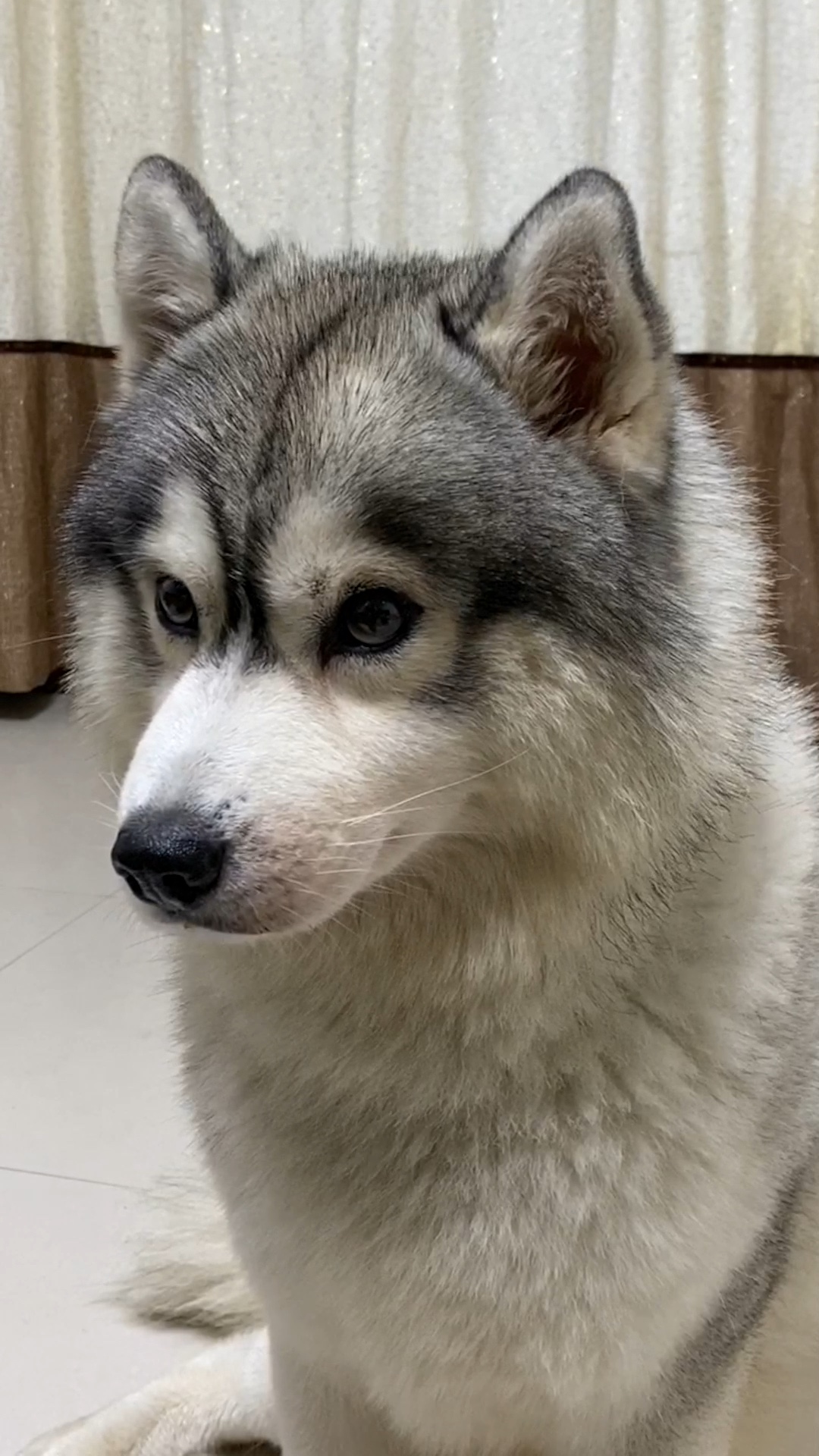 最后哈k的表现,是不是求生欲爆棚?#汪星