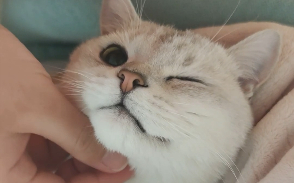 活动  小猫咪一把抱住了你并且朝你wink