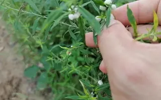 白花蛇舌草 哔哩哔哩 Bilibili 白花蛇舌草 哔哩哔哩 Bilibili