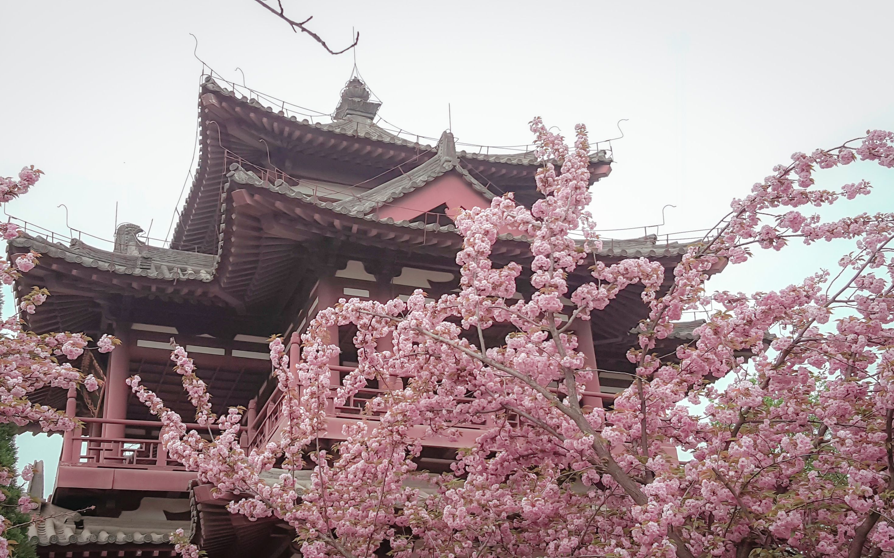 乐游原青龙寺2018331樱花樱花想见你