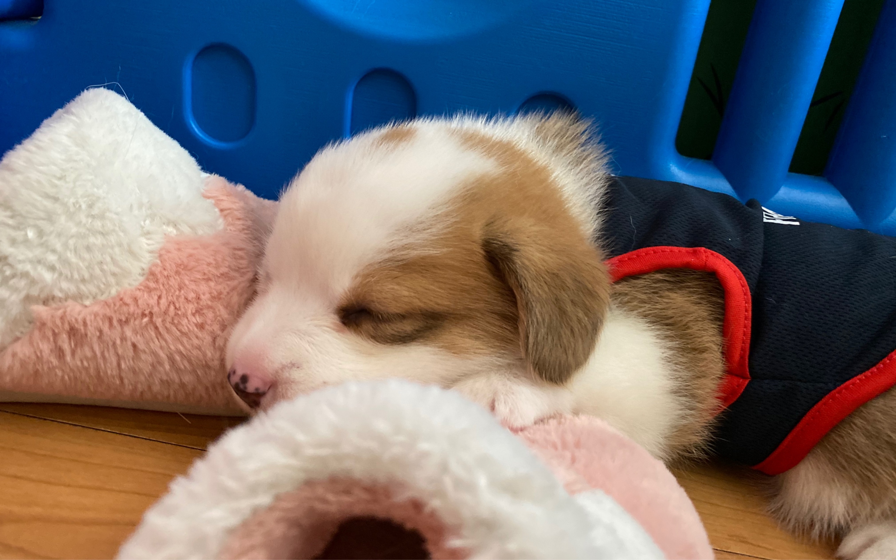 一個月柯基小奶狗的日常