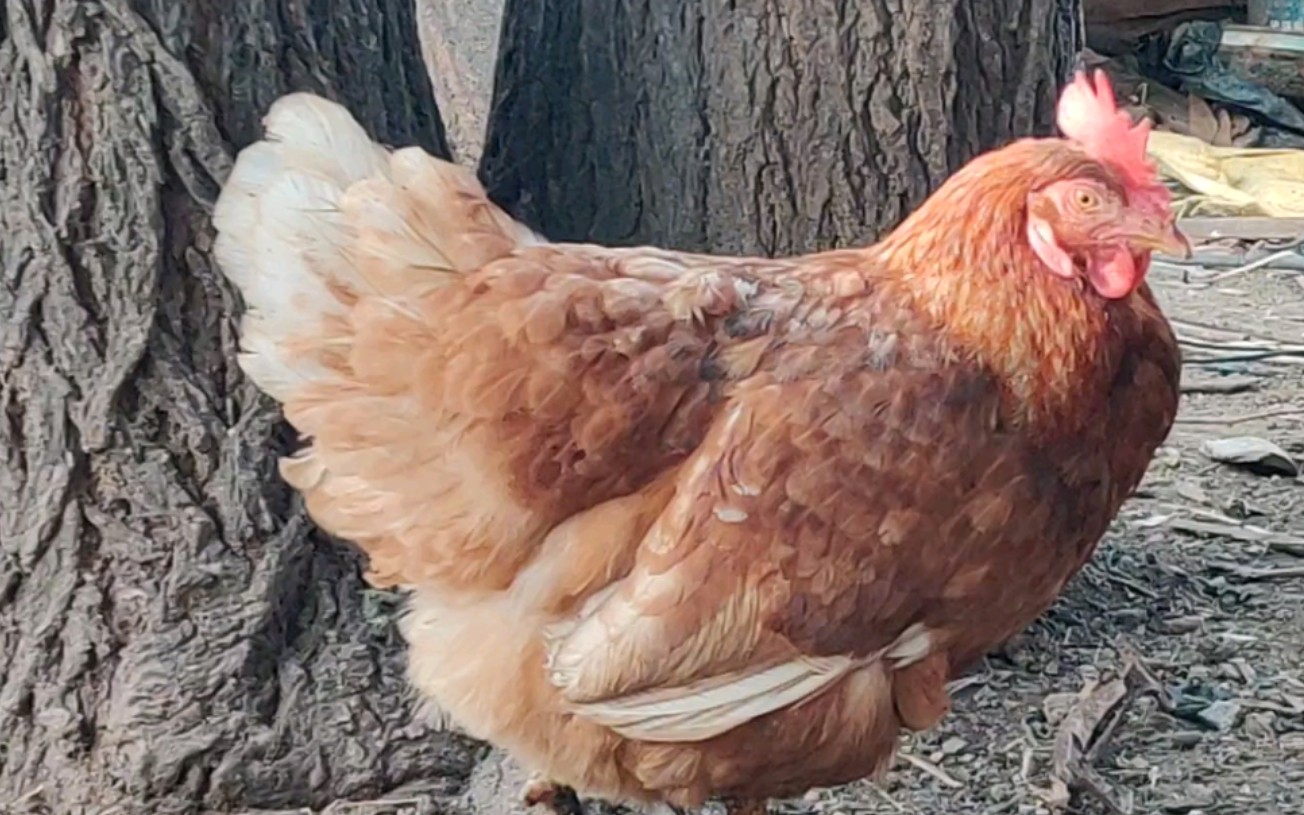 【睡鸡】鸡你太美