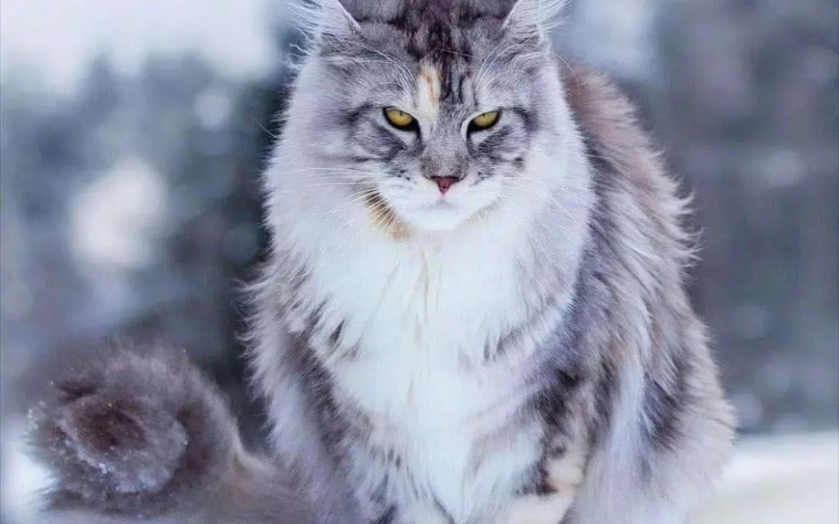 眼神凶光凛冽的贵族