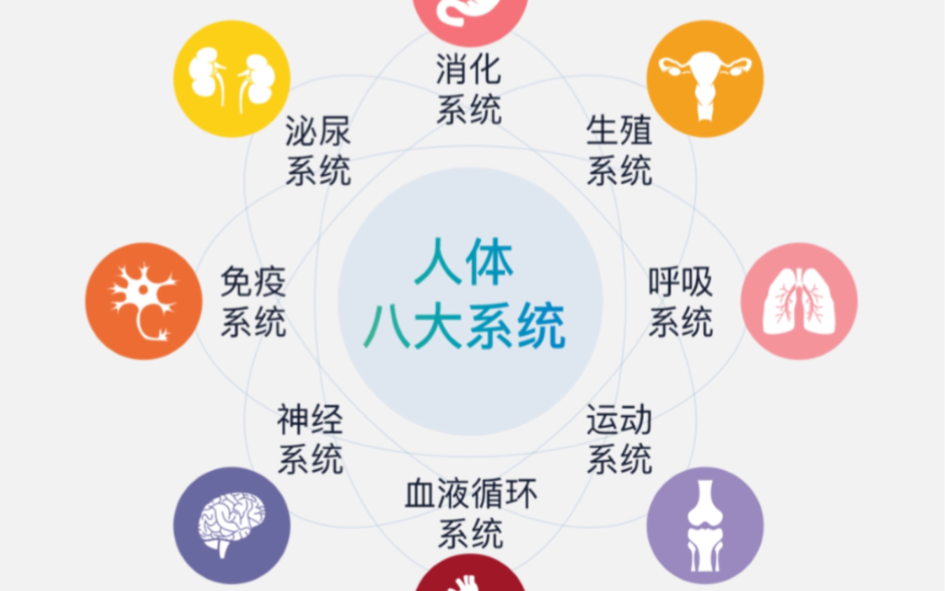 跨学科案例分析生物基础~人体八大系统的器官及功能哔哩哔哩bilibili