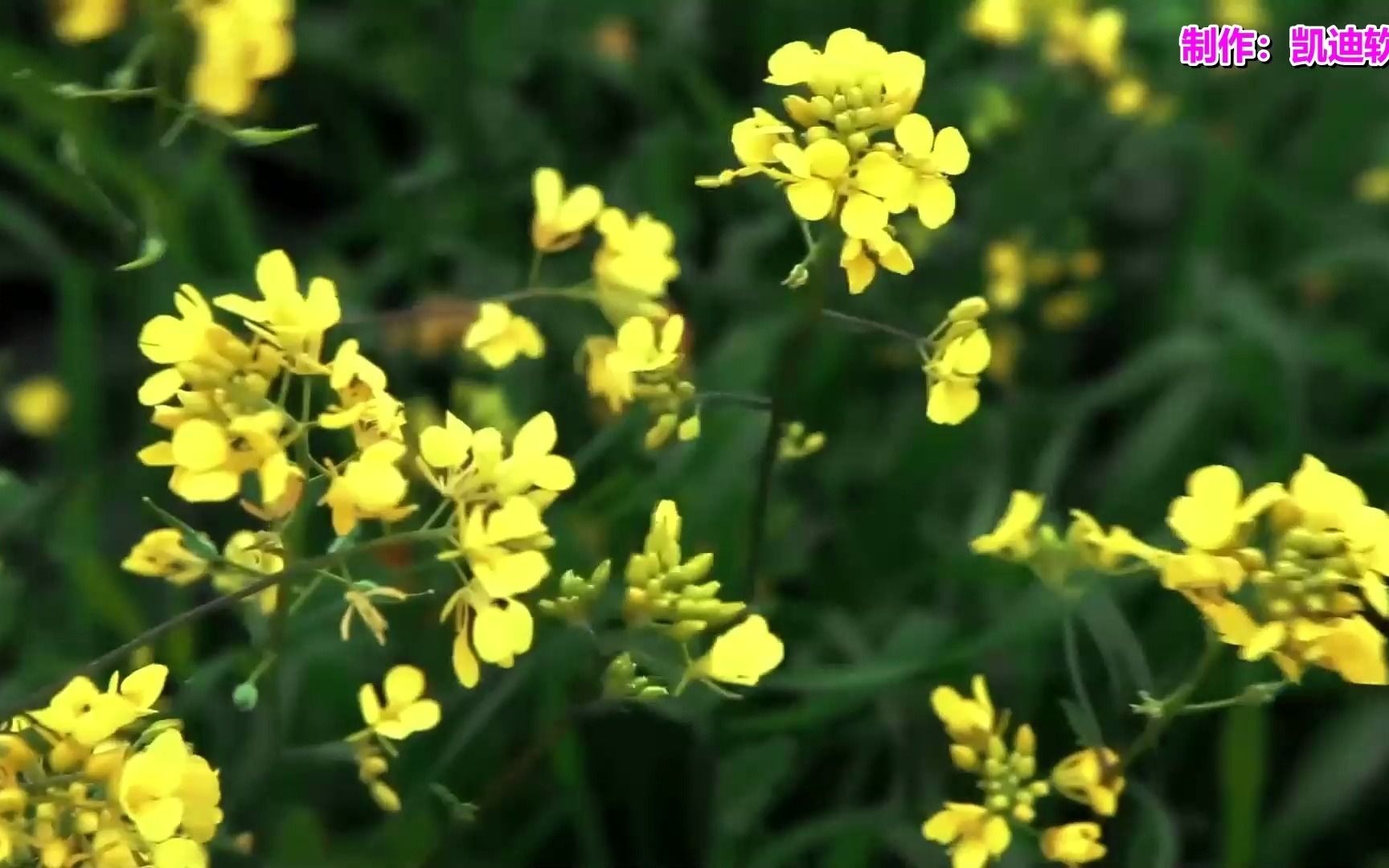 [图]《凌晨旧戏》经典歌曲，生日视频mv短片怎么制作