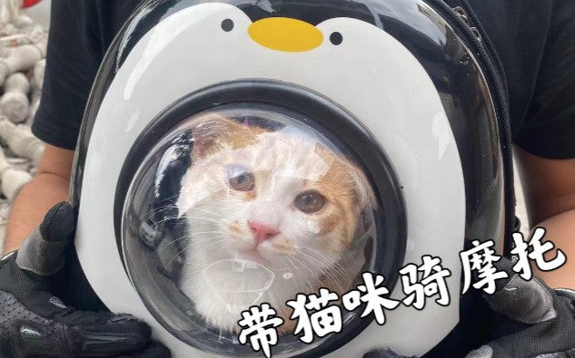 [图]【养猫日记】带猫骑摩托出门，到宠物店打猫三联，还遇到罕见的精灵猫