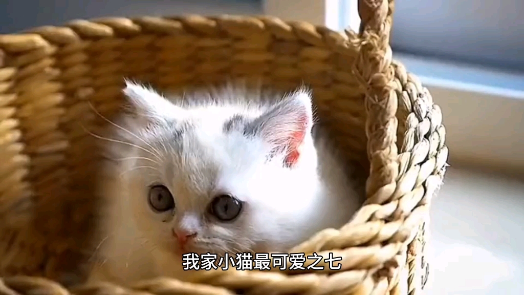我家小猫最可爱之七