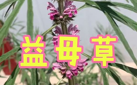 本草植物【益母草】哔哩哔哩bilibili