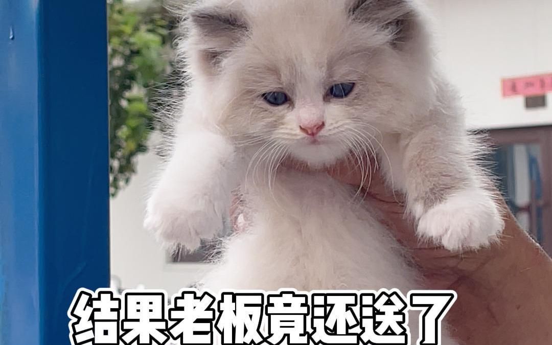 猫市淘猫老板还送一只丑东西哔哩哔哩bilibili