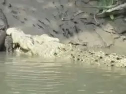 Скачать видео: 鳄鱼咬住了科莫多龙