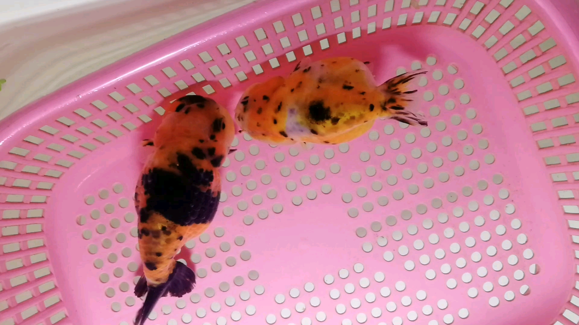 兰寿轻微水霉,火速隔离