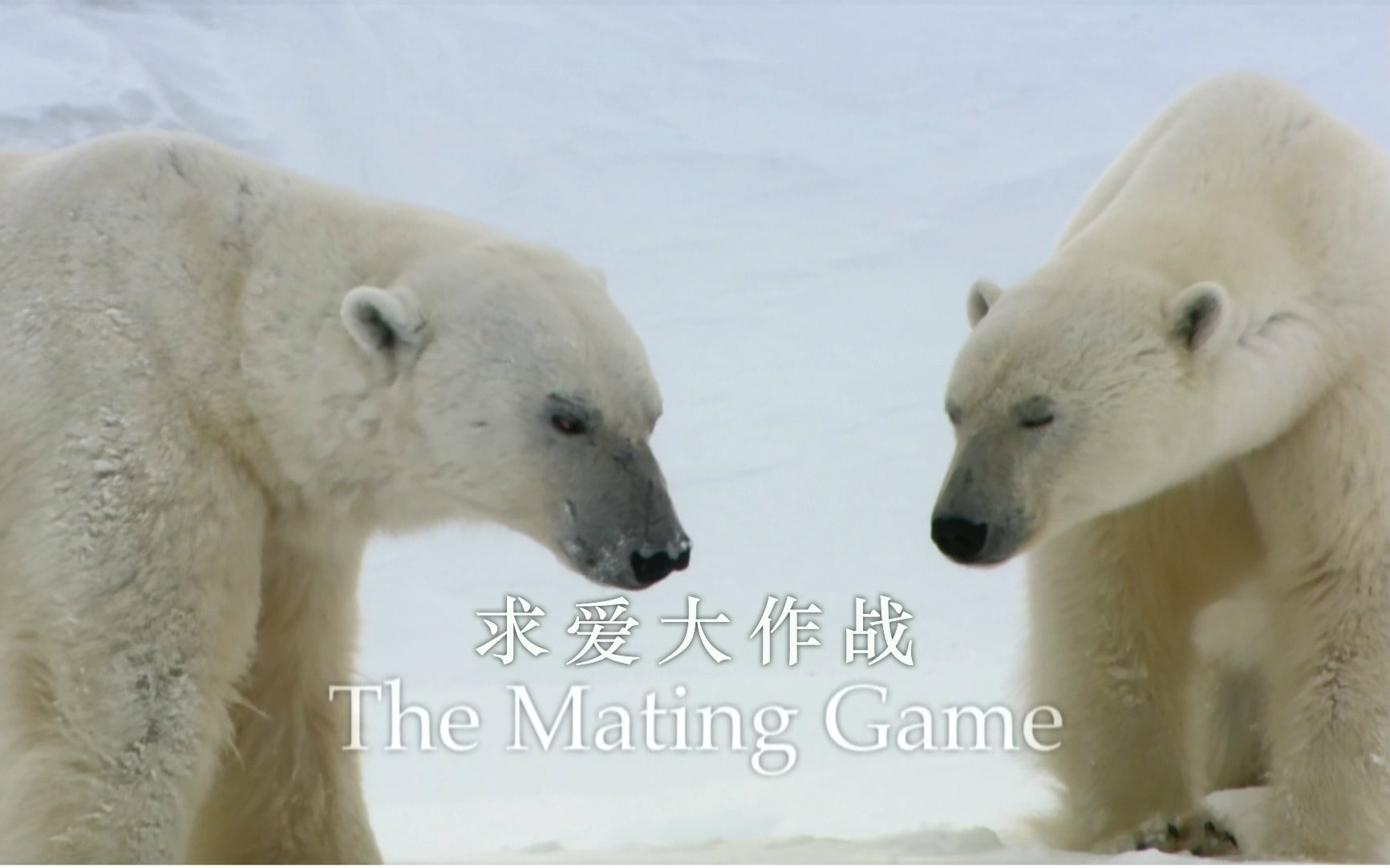 自然世界.求爱大作战[精校版].Natural.World.The.Mating.Game.720p.简中英双字 3E哔哩哔哩bilibili