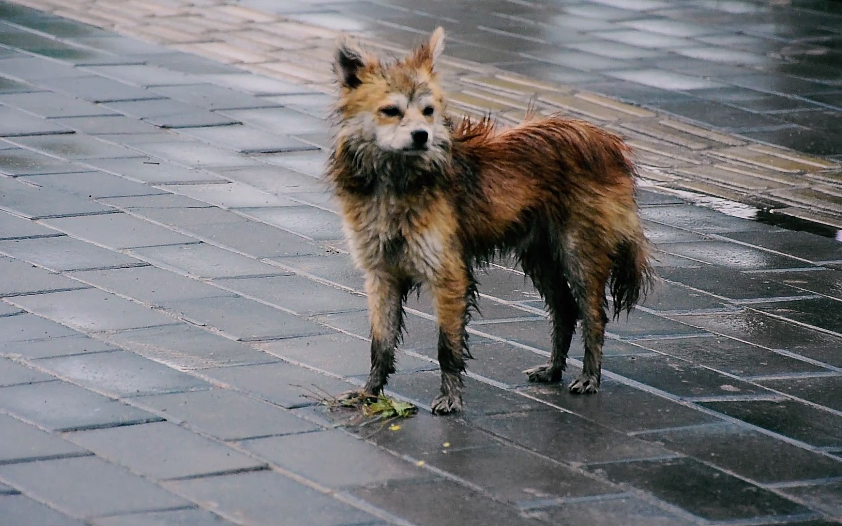 我住的城市正在下雨