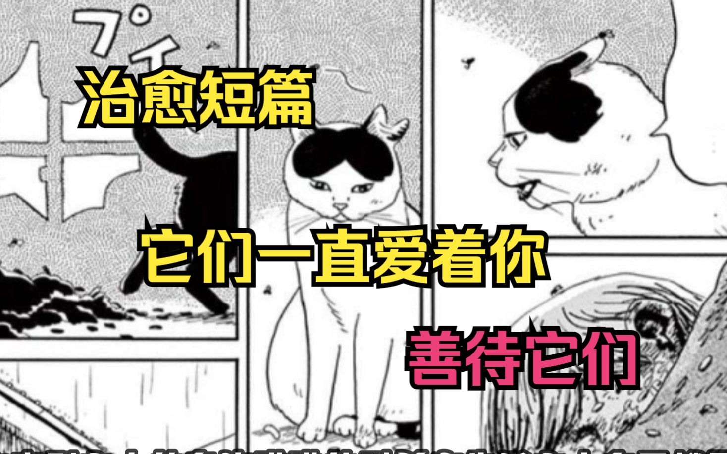 治愈短篇《家猫小文的一年》善待身边的小动物,他们对你的爱比人更真诚.哔哩哔哩bilibili