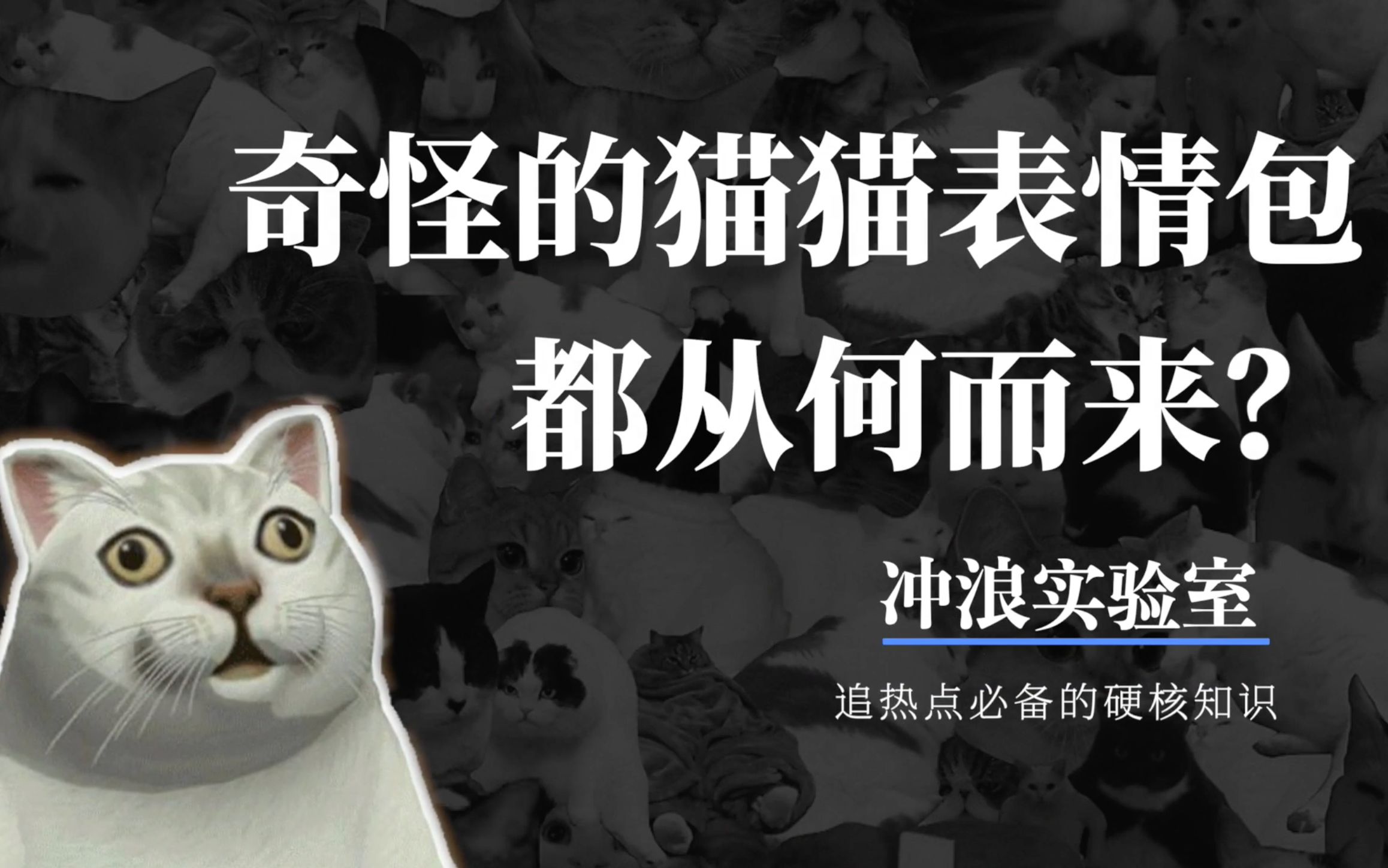 奇怪的猫猫的表情包都从何而来?哔哩哔哩bilibili