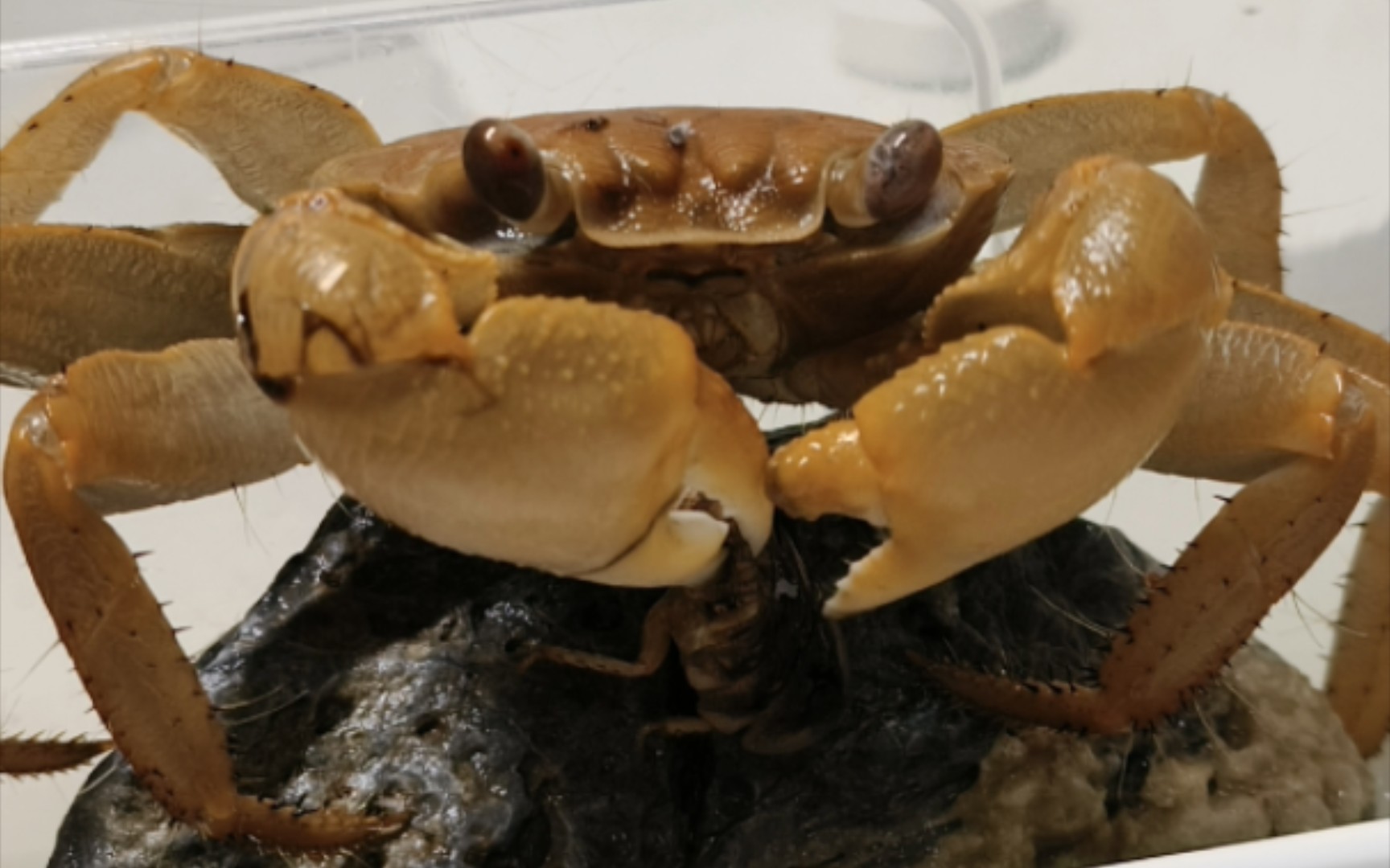 昨天到的毛足陆方蟹