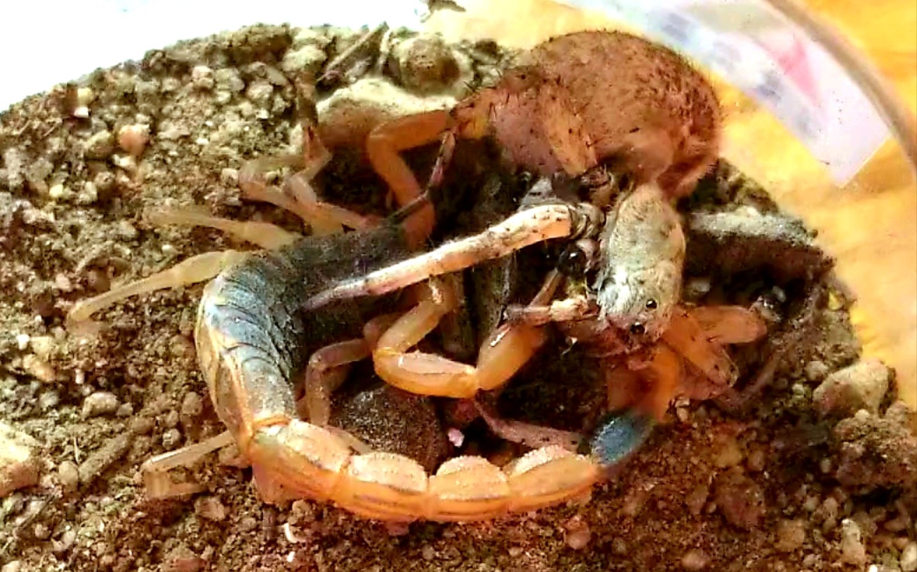 成年强壮狼蛛能否硬刚体型相似的蝎子?(看简介)