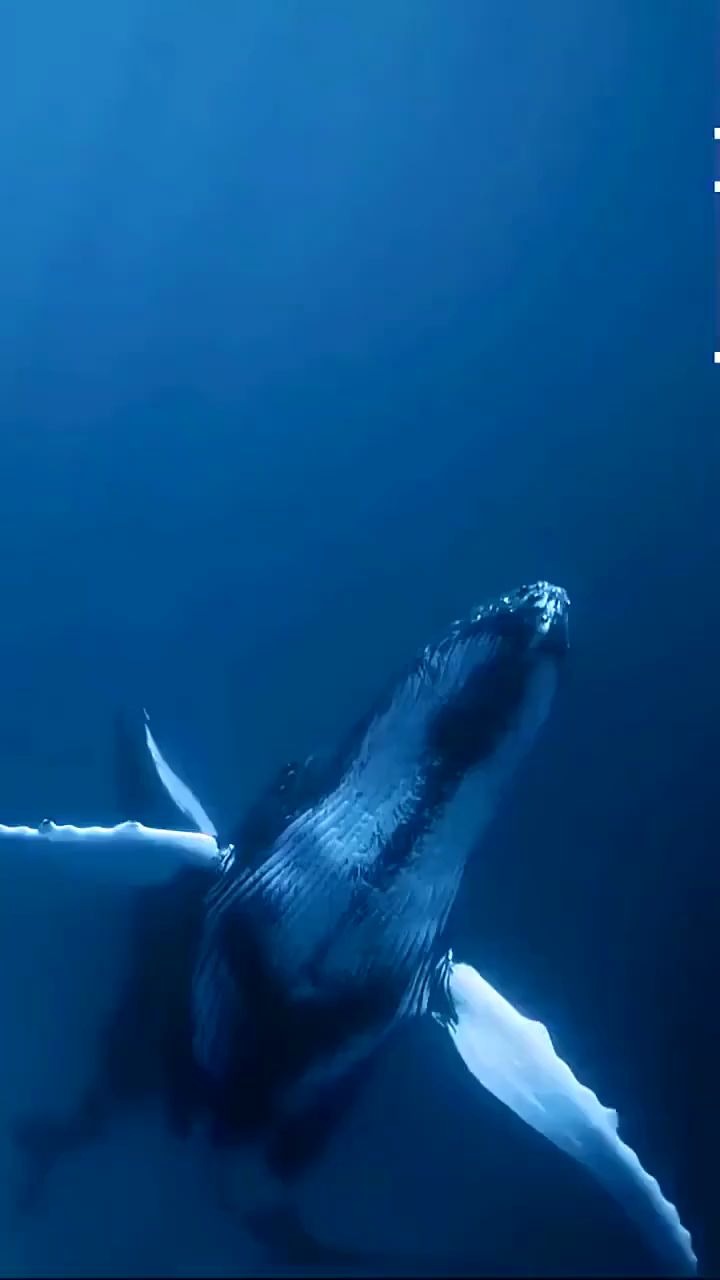 深海中鲸鱼的叫声,感受一下!