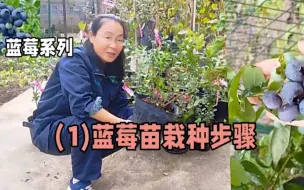 Download Video: 蓝莓栽种技巧