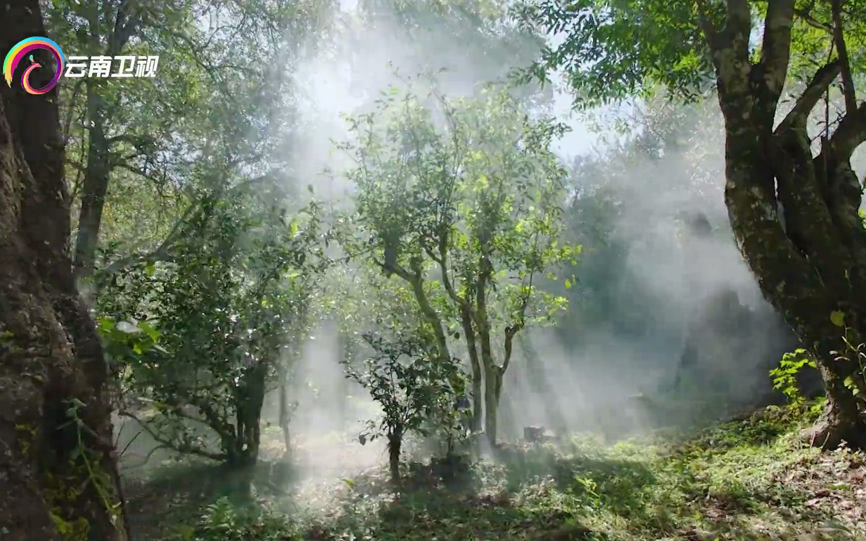 [图]景迈山｜全球首个茶主题世界文化遗产，云南所有古茶山的荣耀