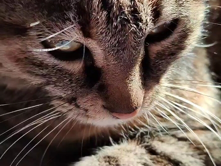 阳光下 漂亮老狸子