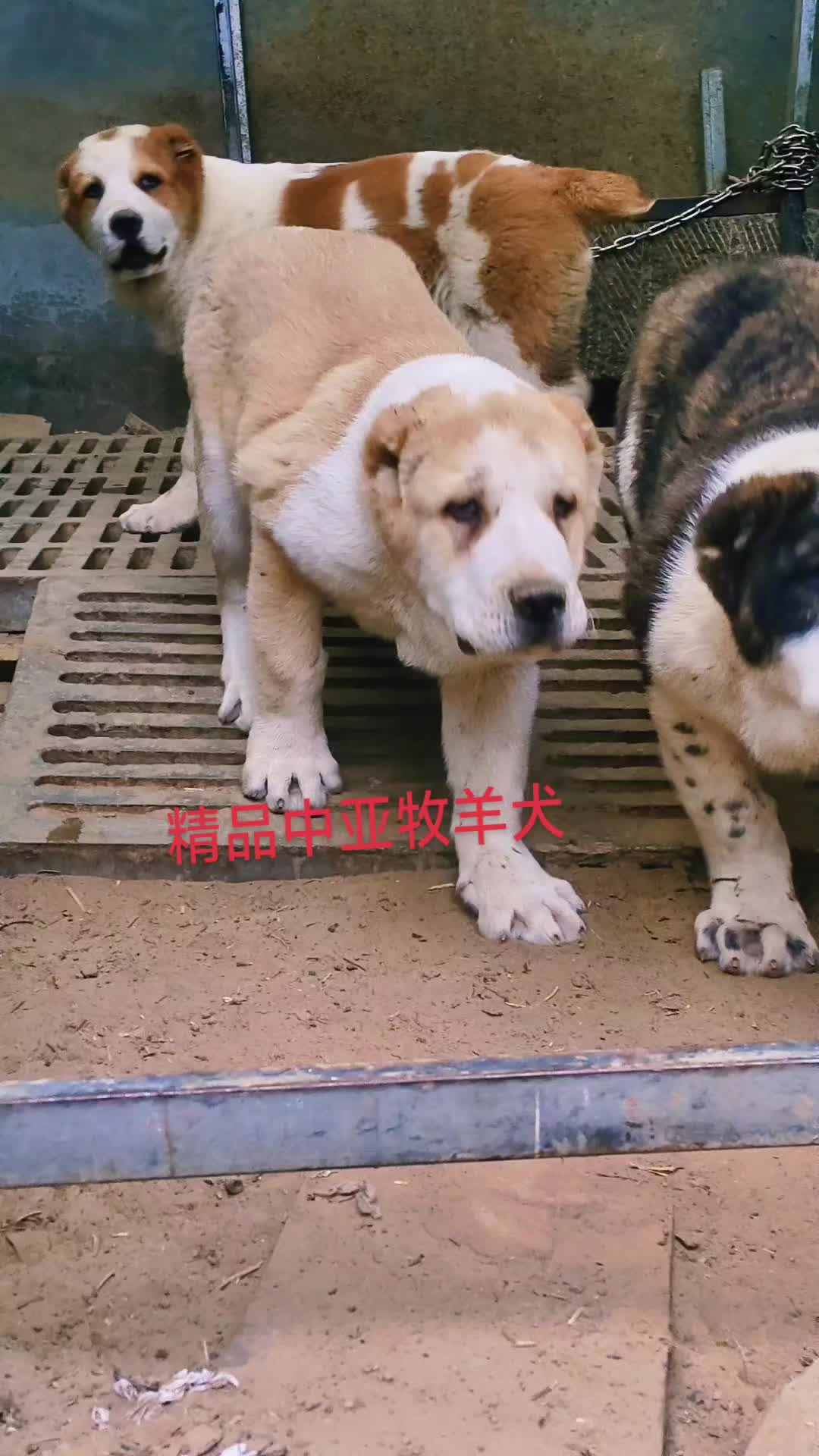 中亚牧羊犬不裁耳图片图片