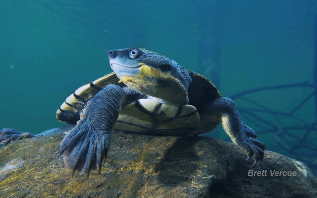 【youtube】贝杰林癞颈龟