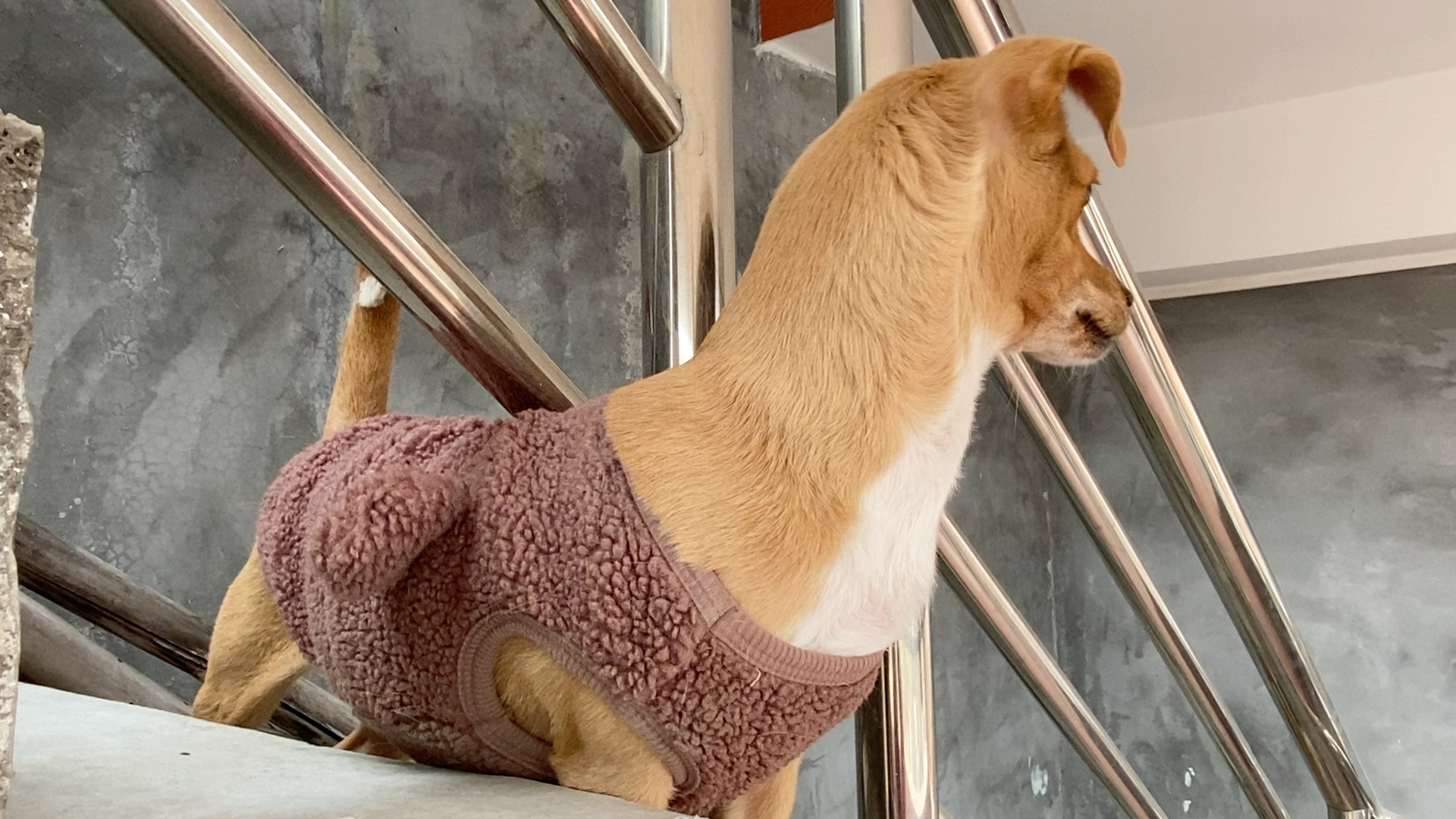 普通小狗豆丁宝