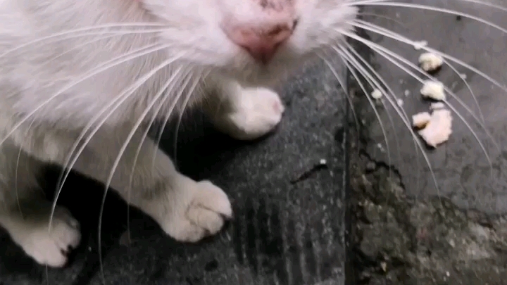 小区纯白色异瞳流浪猫.看到它好几天了.有人领养他吗?成都的哔哩哔哩bilibili