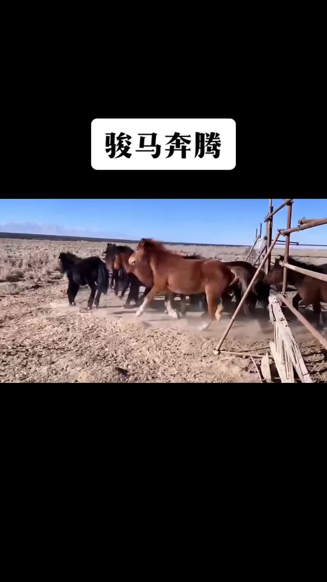 骏马奔腾壮观场景哔哩哔哩bilibili