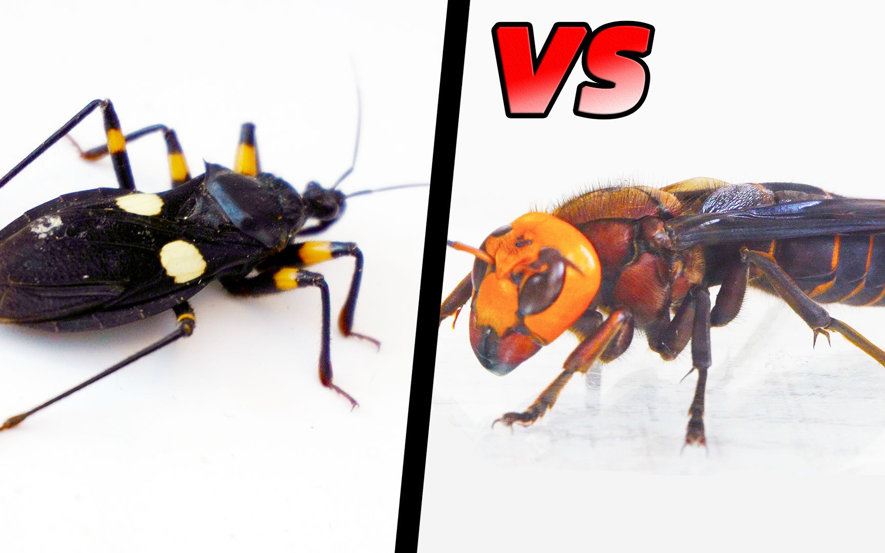 虎头蜂vs狼蛛图片