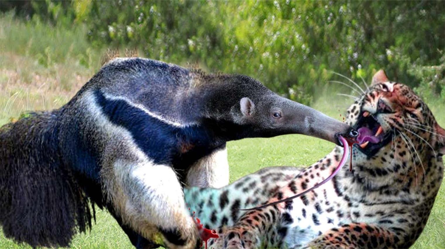 这太疯狂了!食蚁兽长喙轻松击败豹-食蚁兽大战豹!