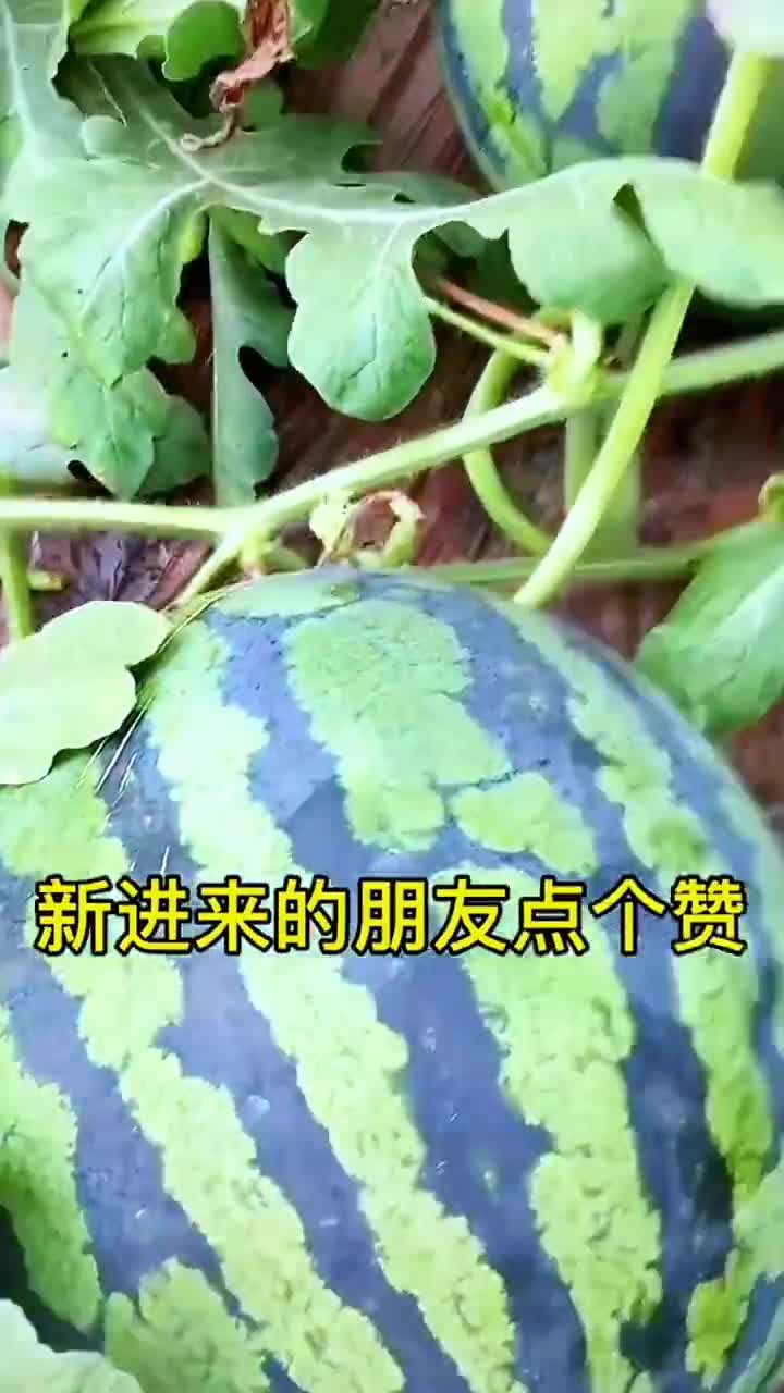 露天西瓜种植教程来了,五步种出优质农产品哔哩哔哩bilibili