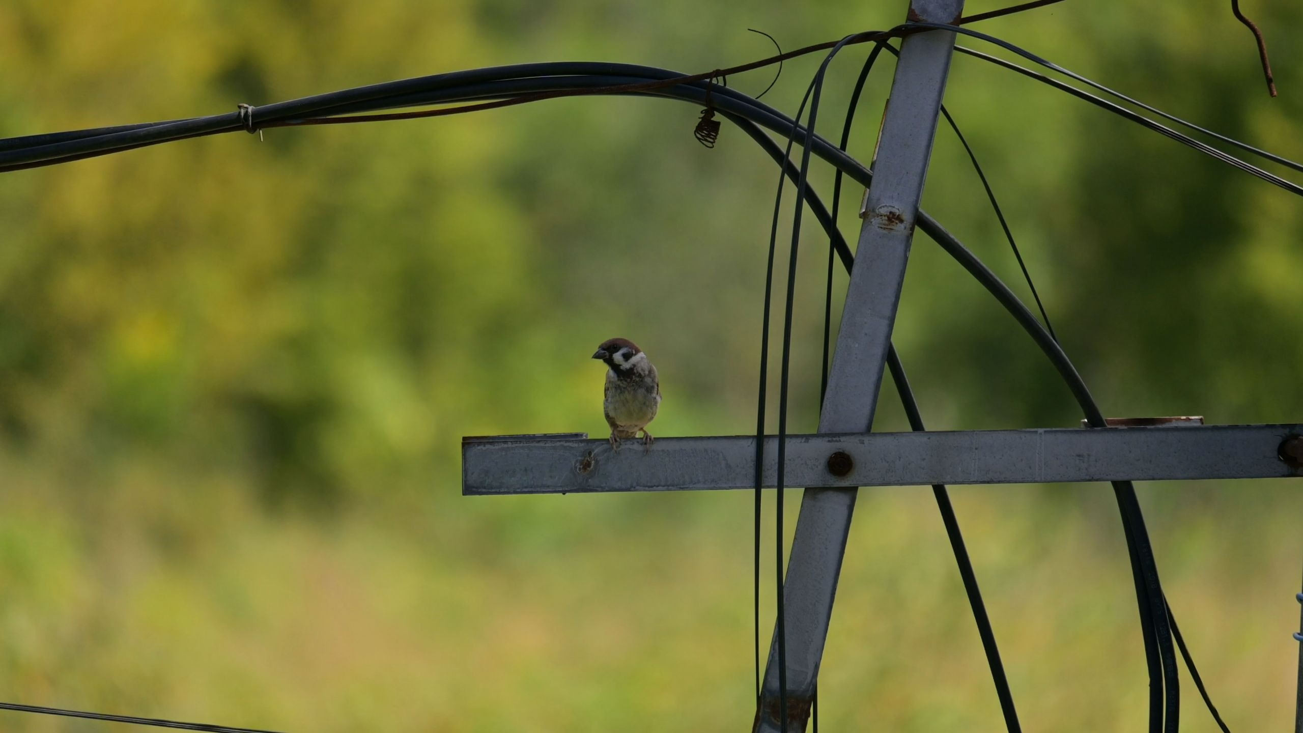 电线杆上的小麻雀
