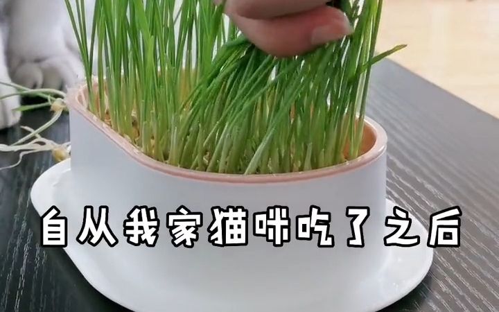 分享无土水培猫草的全过程 .哔哩哔哩bilibili