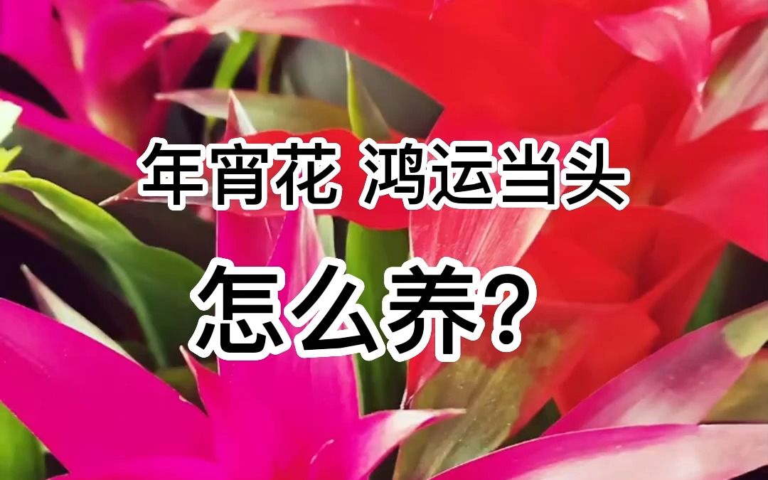 怎么才能养好年宵花鸿运当头呢?哔哩哔哩bilibili