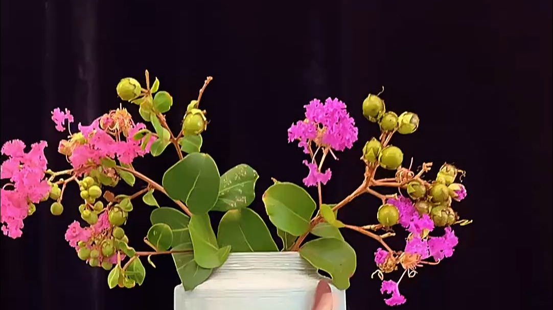 红花继木的花是什么形状