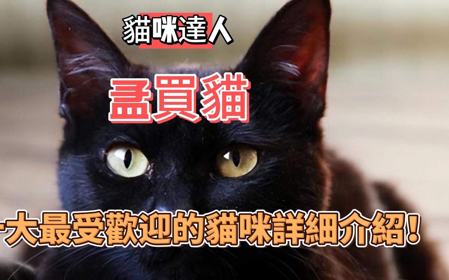 【猫咪达人】十大最受欢迎的猫咪详细介绍!孟买猫哔哩哔哩bilibili