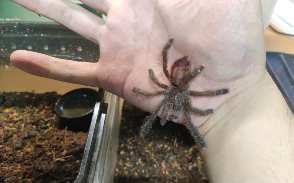 亚马逊粉趾换盒子,上手把玩一下.