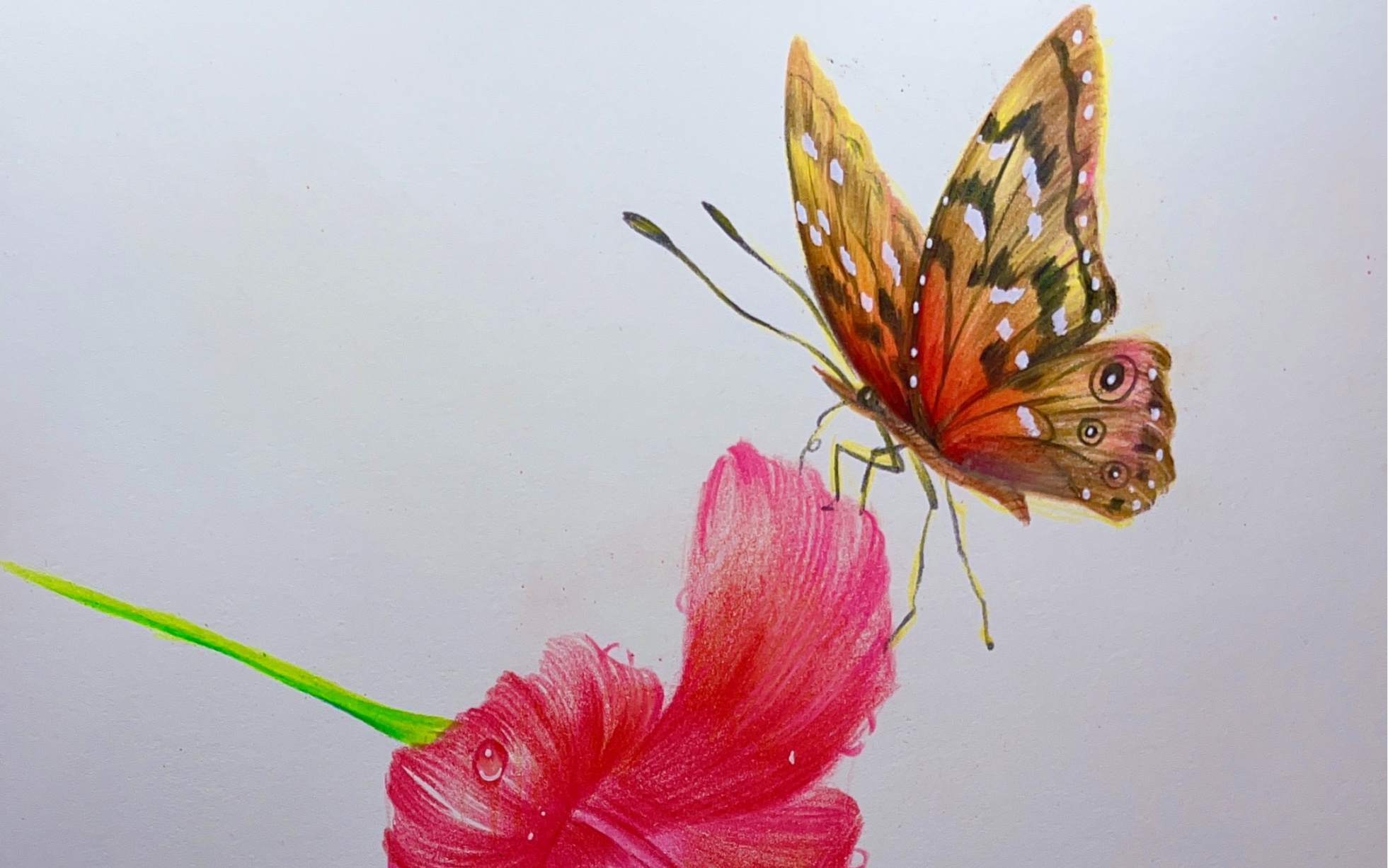 蝴蝶怎么画彩铅简单图片