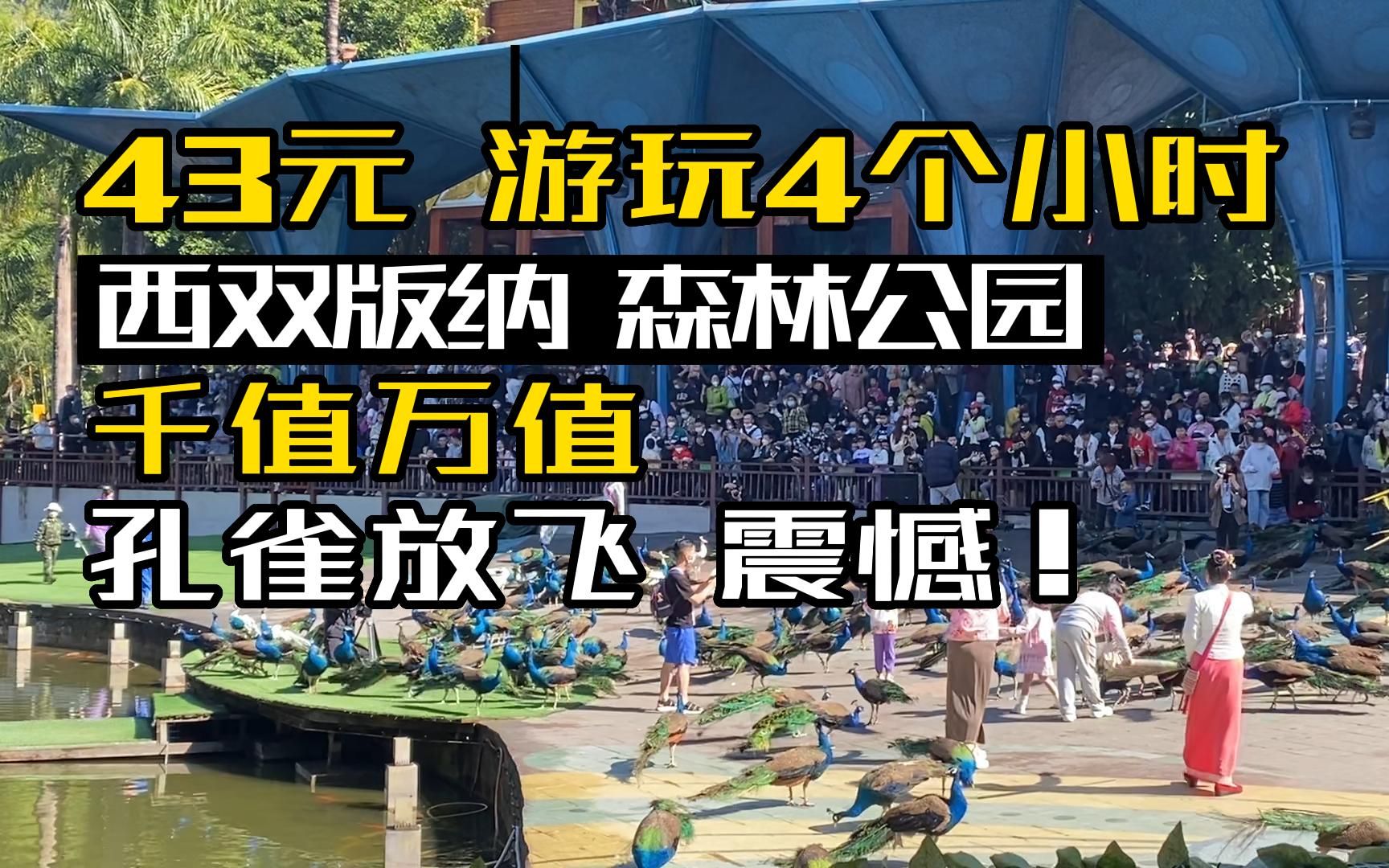 西双版纳的原始森林公园,好玩得出乎我意料,43元的门票千值万值,全程没有一个坑,离版纳市区只需20分钟路程.哔哩哔哩bilibili