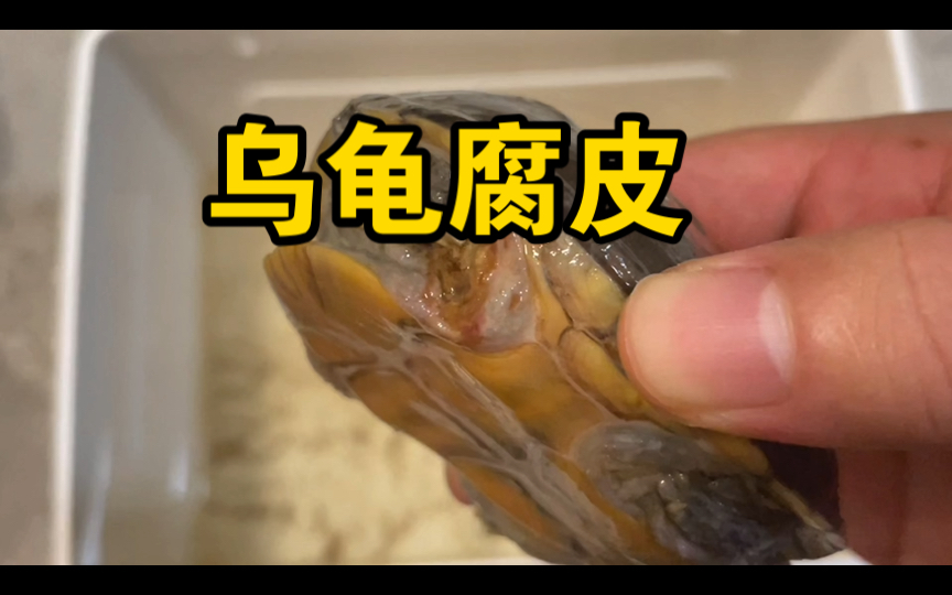 乌龟腐皮治疗.保姆级教程.简单明了易学