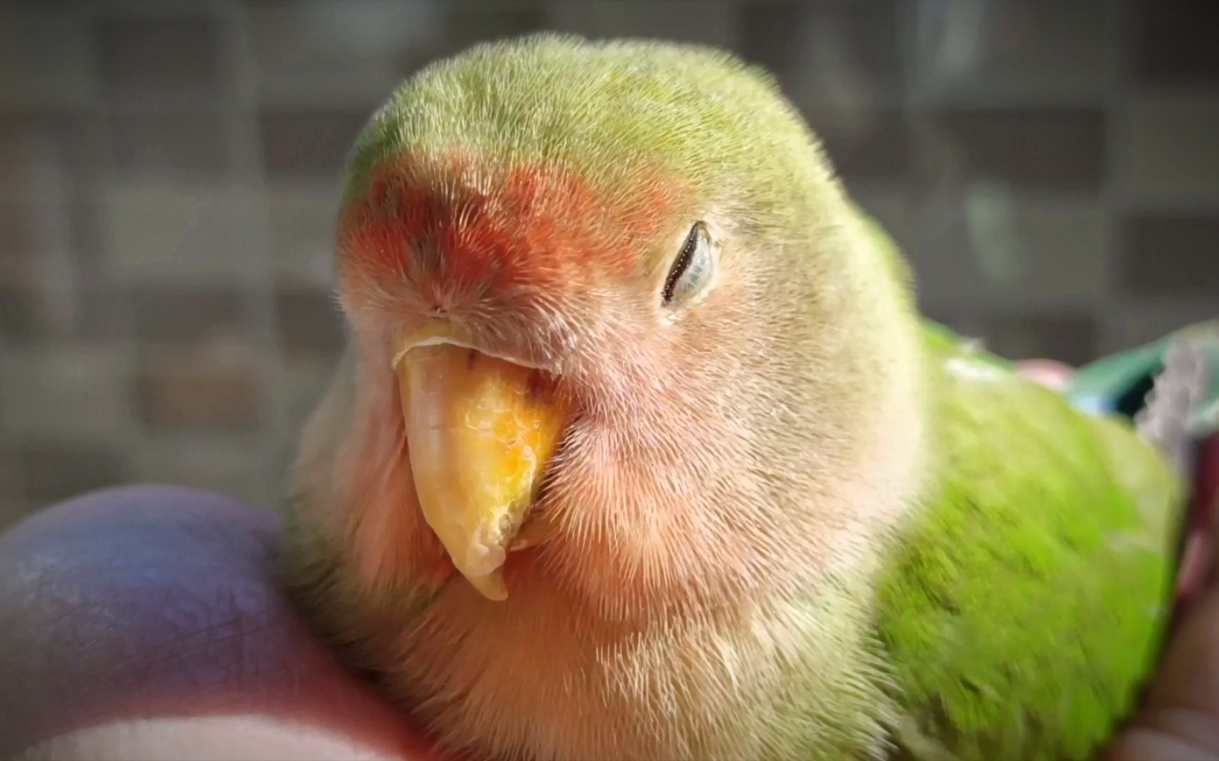 我家绿桃鹦鹉很特别,有催眠功能_哔哩哔哩_bilibili