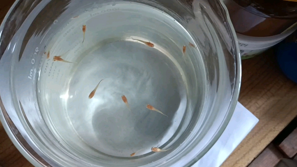 孔雀鱼幼鱼出生27天了,越来越活泼