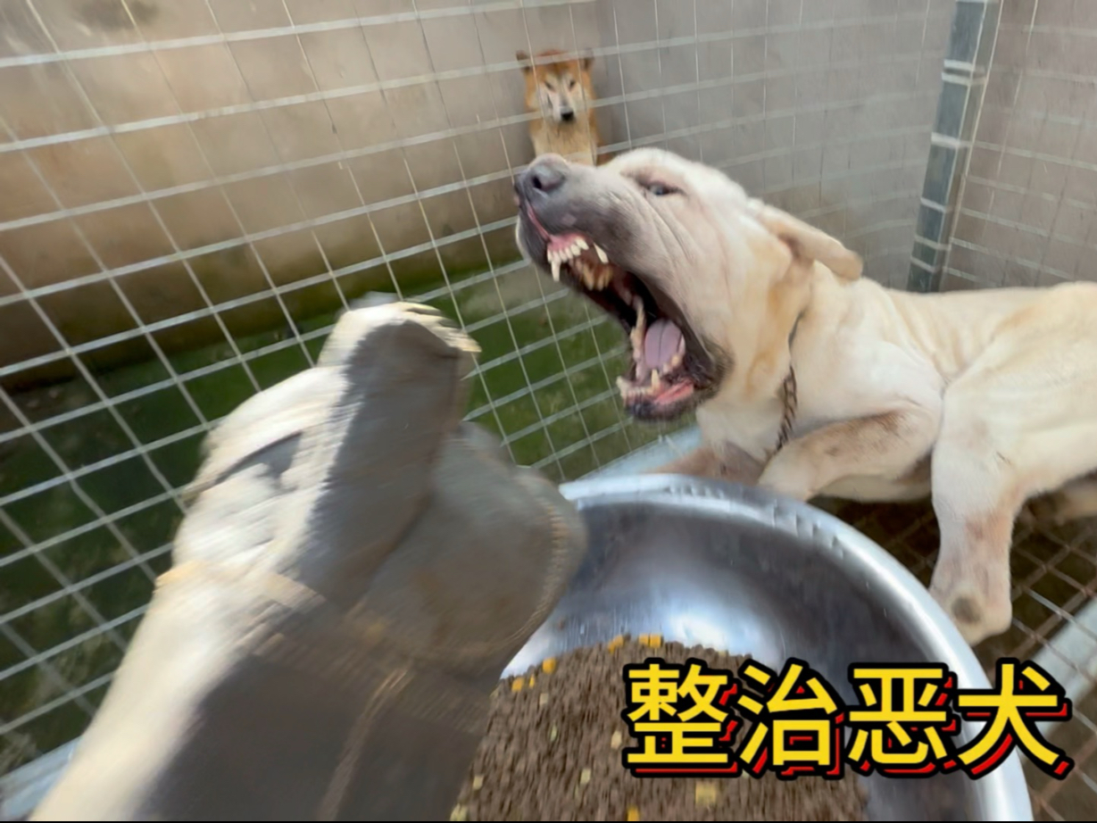 村里人送来一只咬人加护食的恶犬让我帮忙教育一下，对于咬人护食的恶犬必须给它纠正一下。