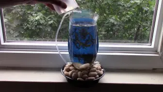 油管搬运 教你做个超简单的宠物自动给水器 哔哩哔哩 Bilibili