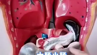 内脏分布图，这下看明白了吧