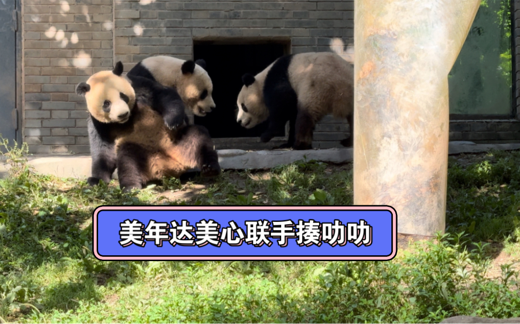 叻叻又菜又爱玩还喜欢撩闲,美年达美心联手揍叻叻